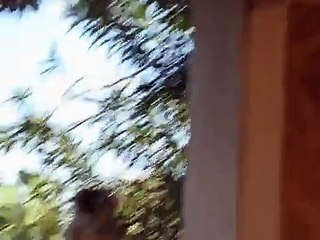 Our dog and the Great Horned Owl