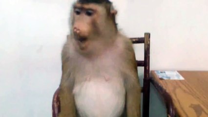 Shaki Shaki Shaki Tummy