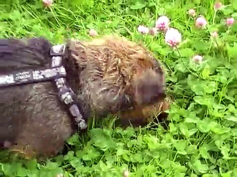 teckel op jacht - hunting dachshund