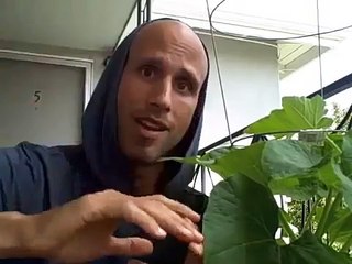 Using Pumpkin Tendrils to Help It Grow Up a Tomato Cage