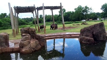 at  the oklahoma city zoo new members elephants