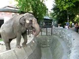 Beograd, Beo zoo vrt, slon (elephant, zoo)