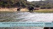 Elephants | Kazinga Channel | Queen Elizabeth National Park | Uganda