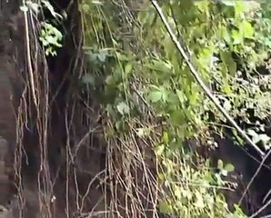 BOTTLE DIGGING VICTORIAN REFUSE DUMP
