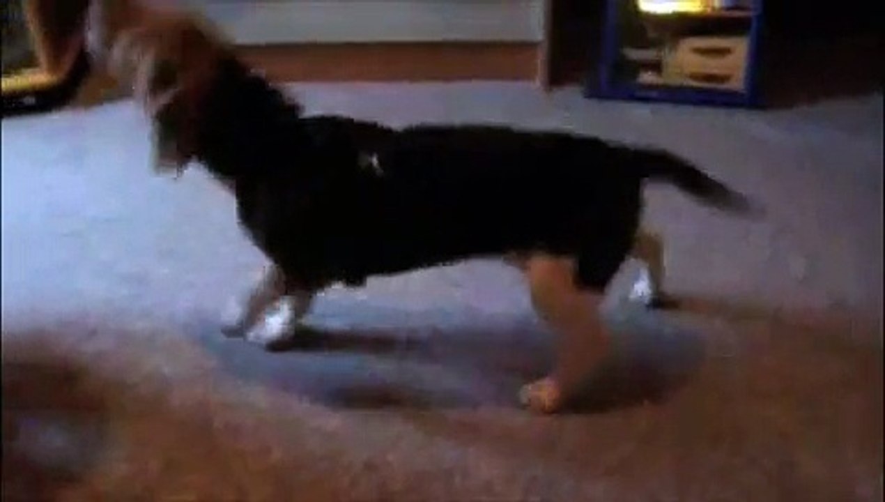 beagle qui chante