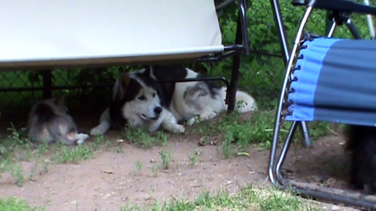 Ti-Loup ( Mon Malamute de 7 semaines )
