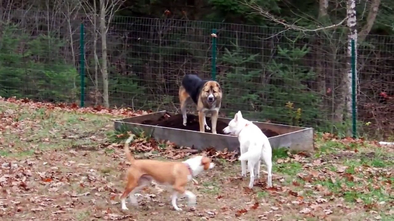 Central Asian Shepherd fights two dogs