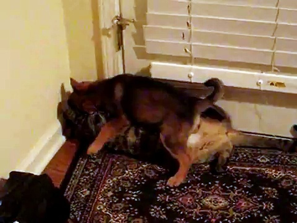 animal FIGHT CLUB STAring CALI and NED