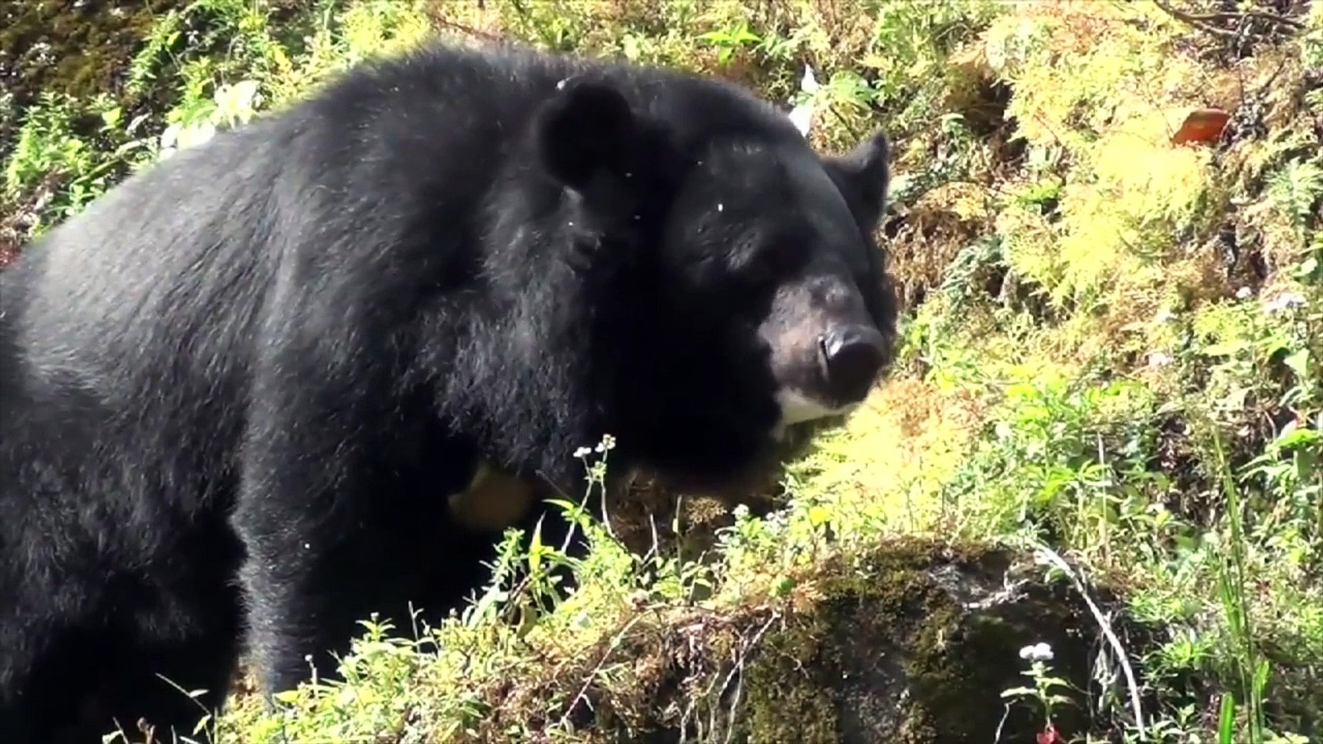 ⁣Animal Planet | Discovery Channel | Wild Life Animals Documentary 2015 | National Geographic p5