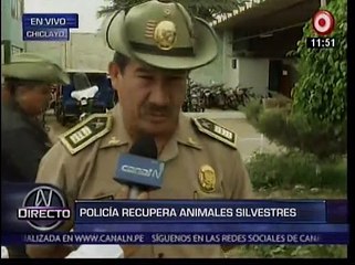 Chiclayo: Policía rescató 34 aves silvestres trasladadas de forma ilegal