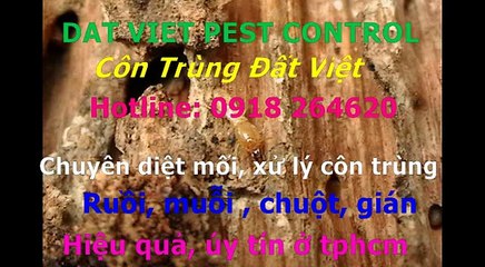 Cong ty diet moi, con trung quan 11 call 0918264620
