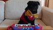 ピアノ演奏 piano dog★黒パグ犬Pug チョコ