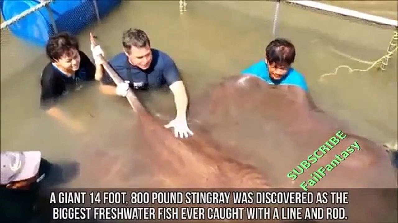 Extreme XXX Sea Creature Abnormalities - Funny Animals Compilation - Funny Fail Video Clip