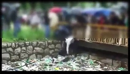 Videos Curiosos com Animais