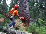 Falling Trees for New Logging Road