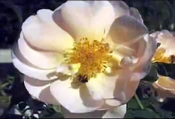 the life cycle of a flowering plant