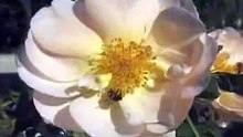 the life cycle of a flowering plant