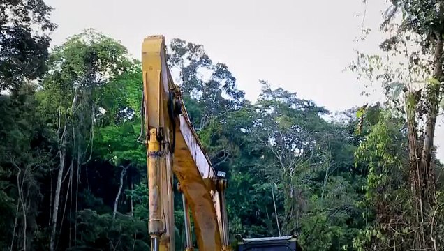 Assistir PROFISSÃO REPÓRTER - Desmatamento- 07-07-2015 Parte 2/2 Completo