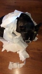 French Bulldog gets outed by his best friend