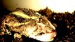 Horned frog feeding in slow motion