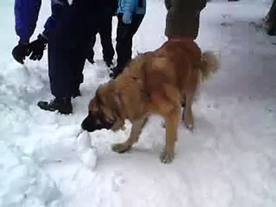 LE YETI EXISTE