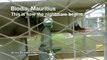 Primate trade exposed in Mauritius: How the nightmare begins