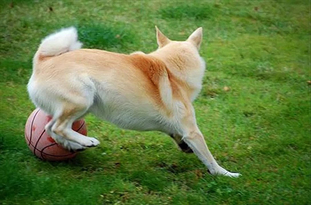Norwegian Buhund