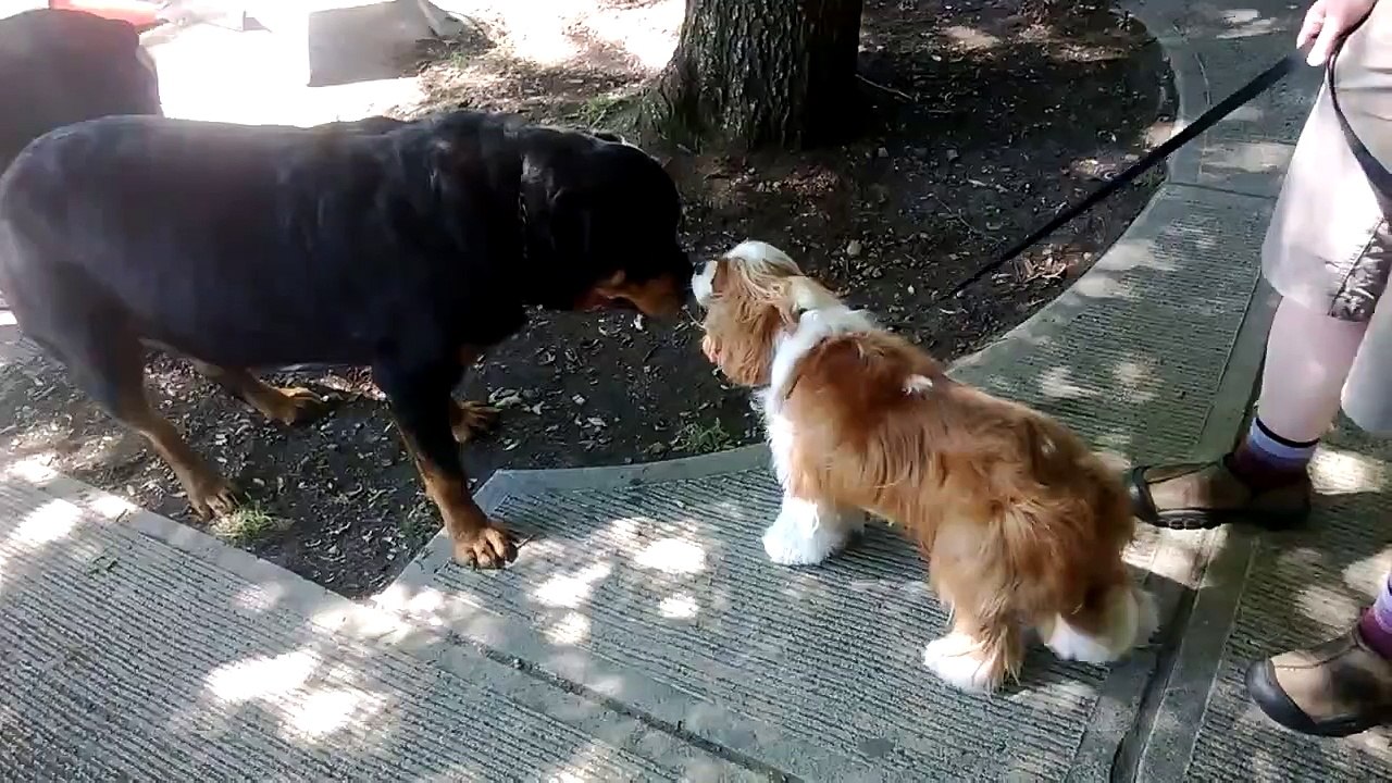 Big Rottweiler Brutus Maximus Champion Bloodline Rott