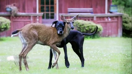 Ce dogue allemand et ce cerf sont les meilleurs amis du monde