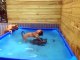 Deux petits chiens s'eclatent dans la piscine avec leur jouet