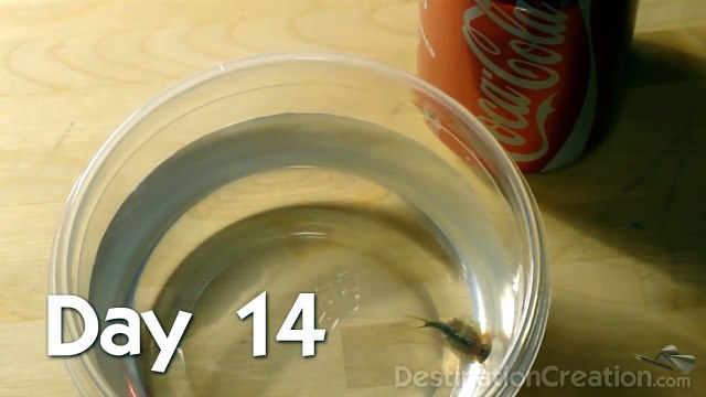 Godzilla Triops (How to grow giant, radioactive triops)