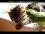 東北地方太平洋沖地震～僕の願い  The Great Tohoku Earthquake / A plea from a blind cat