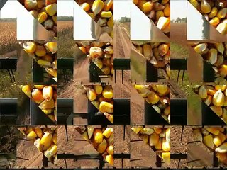 Harmon  Farms Fall 2010