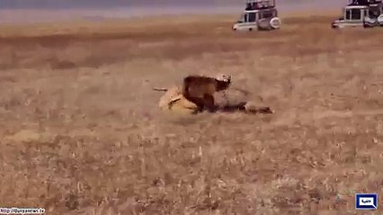 Lionesses Attacking Lion.