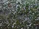 Chuva de Granizo em Cascavel