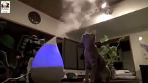 Cat Vs Humidifier funny cat funny cats videos FUNNY ANIMAL   Funny Videos 2015