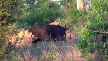 Kruger Park - Lions attacking buffalo