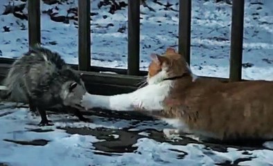 Keseli Sıçan Döven Kedi