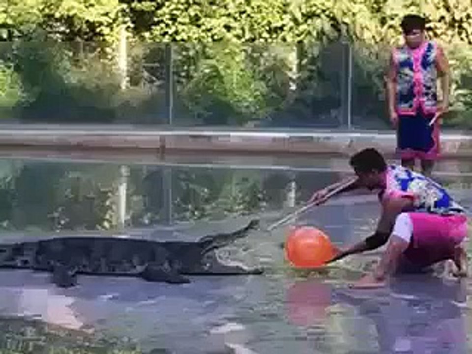 Funny Clip of Two Crocodile Keepers Get Scared