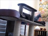 New cat house for Russian blue brothers Cosmo & Frankie