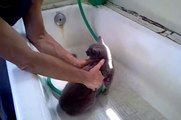 Bathing Russian Blue Cat