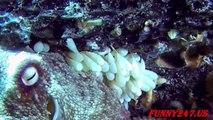 Octopus giving birth in trhe Sea ☆ Animals Spawning Tv