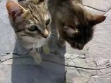 GATTI mici gattini micetti miagolosi fanno le fusa e giocano