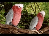The Cockatoos Parrots!