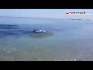 TG 07.07.15 Squali sotto le coste del Salento, complice il cambiamento climatico