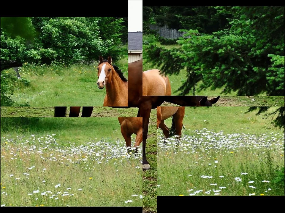 Thoroughbred Horses Breed!