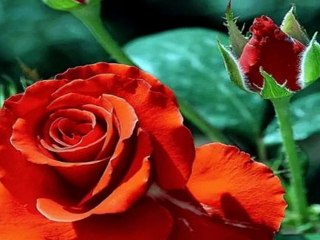 Vic Dana - Sings red roses for a blue lady