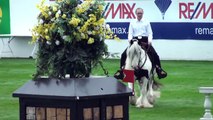 Gypsy Cob Clononeen Violet - North Fork's first showing at Spruce Meadows, Breeds for the World