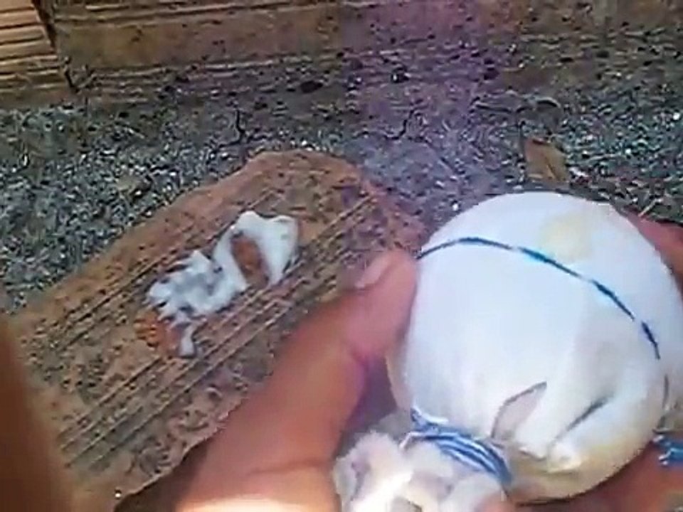 como fazer ninho caseiro para passaros