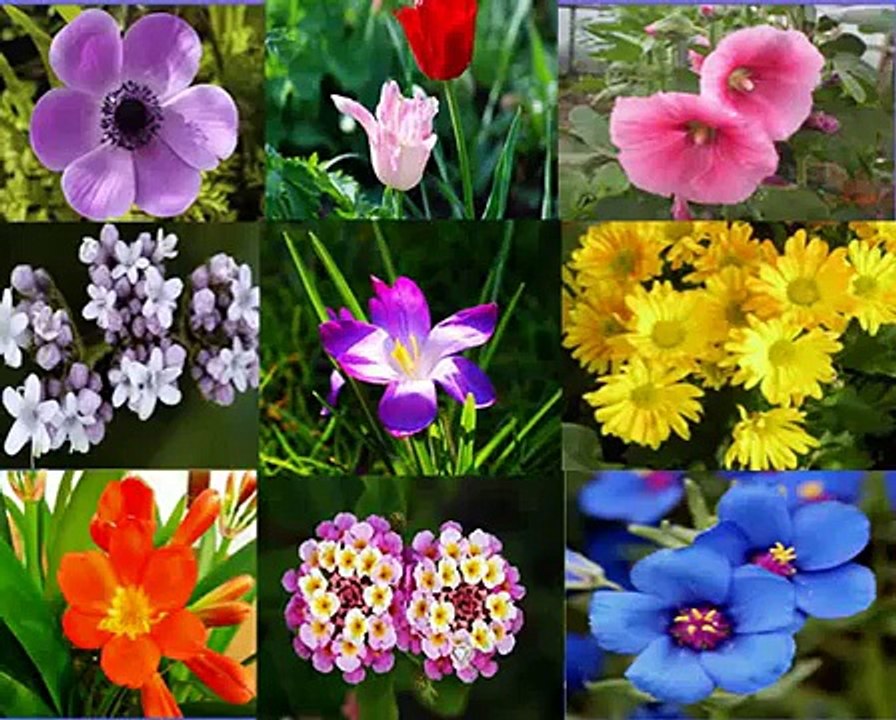 Remedio Natural para la Infección de Orina